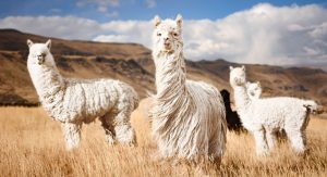 alpaga