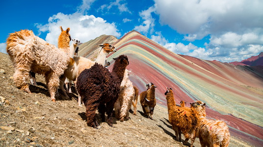 alpaga du pérou